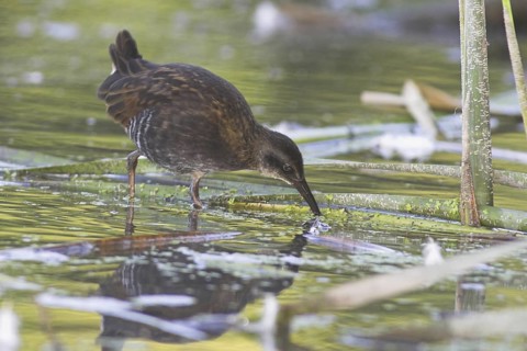 Virginia Rail (Rallus limicola), Ontario, Canada