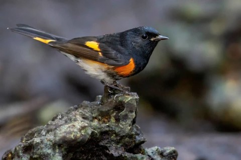 American redstart (Setophaga ruticilla) perched on a rock in Cuba