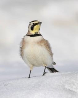 Horned Lark (Eremophila alpestris), Saskatchewan, Canada
