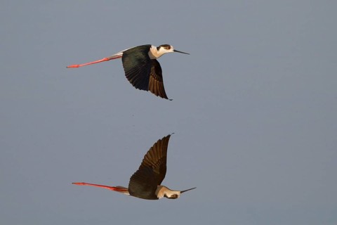 Black-winged Stilt (Himantopus himantopus) flying, Greece