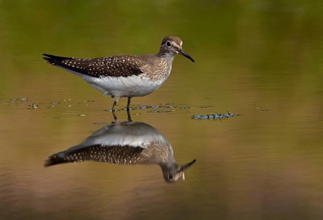 Solitary Sandpiper (Tringa solitaria), British Columbia, Canada