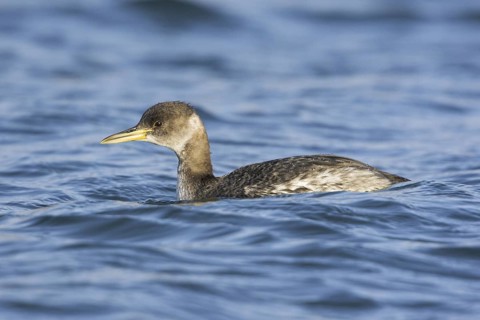 Red-necked Grebe (Podiceps grisegena), British Columbia, Canada