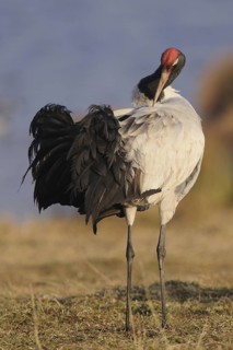 Black-necked Crane (Grus nigricollis), Dashanbo, China
