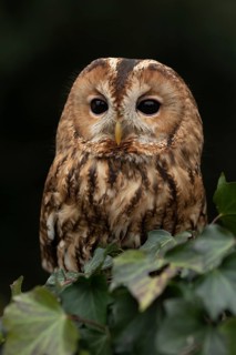Tawny Owl (Strix aluco) captive, Germany