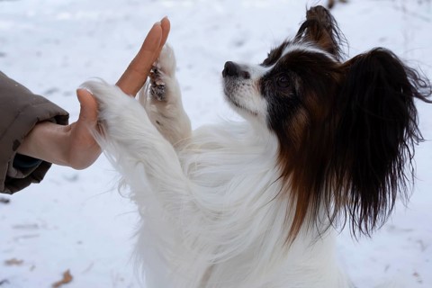 A charming purebred Papillon dog stands on its hind legs to give a high-five to its owner. The