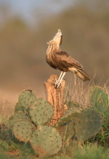 Northern Crested Caracara (Caracara cheriway) juvenile perched on a stump, Texas, USA