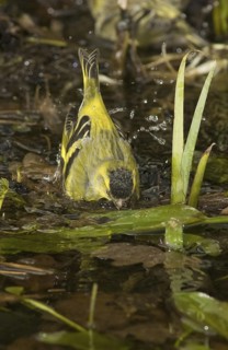 Eurasian Siskin (Spinus spinus) male, Saxony, Germany