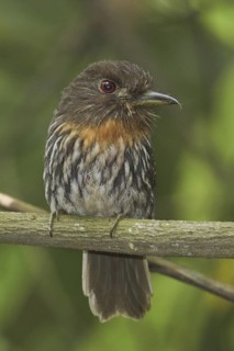 White-whiskered Puffbird (Malacoptila panamensis), Costa Rica