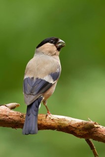 Eurasian Bullfinch (Pyrrhula pyrrhula) female, Utrecht, Netherlands