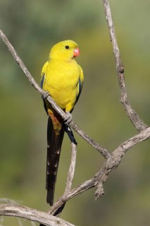 Regent Parrot (Polytelis anthopeplus) male perched on a branch, Victoria, Australia