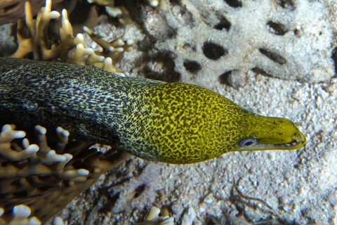 Marbled moray eel (Gymnothorax undulatus)