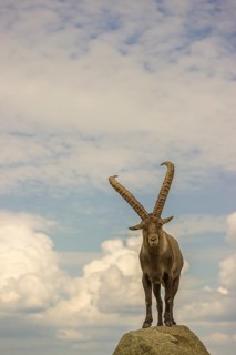 A male ibex (Capra ibex) stands on a rock. Behind him is a sky with interesting clouds