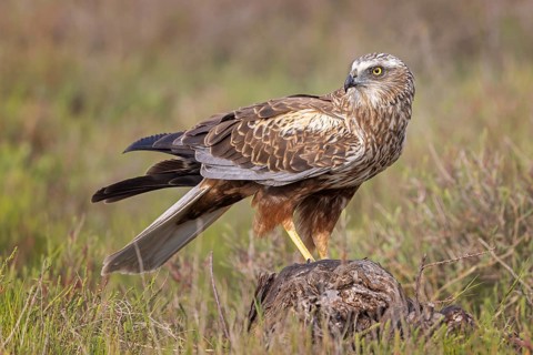 Western Marsh Harrier (Circus aeruginosus) male, Spain