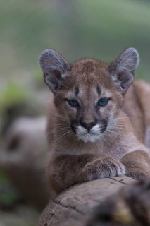 One cougar kitten, Puma concolor, resting on a log with some green vegetation in the background