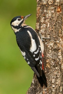 Great Spotted Woodpecker (Dendrocopos major), adult female on a tree, Castilla Leon, Spain