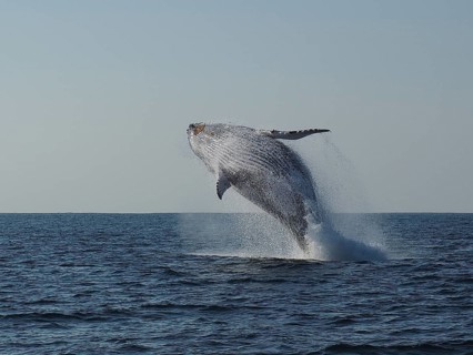 Humpback whale (Megaptera novaeangliae)