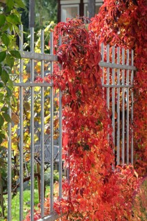 Self-climbing vine (Parthenocissus quinquefolia var. engelmannii), Germany