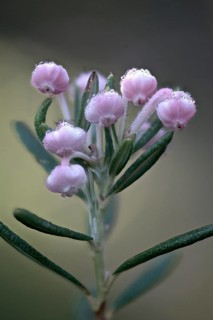 Rosemary heath (Andromeda polyfolia), Emsland, Lower Saxony, Germany