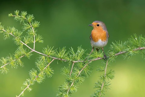 European Robin (Erithacus rubecula) perched on a branch, Poland