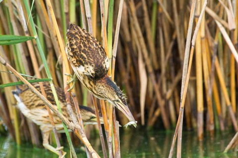 Little Bittern (Ixobrychus minutus) juveniles foraging, Thuringia, Germany