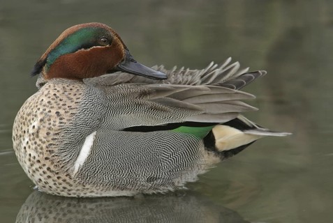 Green-winged Teal (Anas carolinensis) male, California, USA
