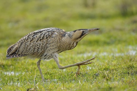 Rohrdommel (Botaurus stellaris), Bittern, Altvogel im Winter, laufend, Februar, Muenster,