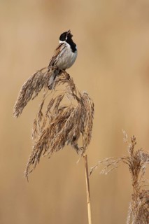 Common Reed Bunting (Emberiza schoeniclus) male singing, Brandenburg, Germany