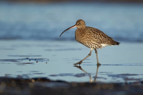 Eurasian curlew (Numenius arquata) adult wading bird on a shoreline of a beach, Norfolk, England,