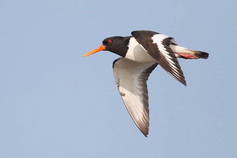 Eurasian Oystercatcher (Haematopus ostralegus) flying, Netherlands