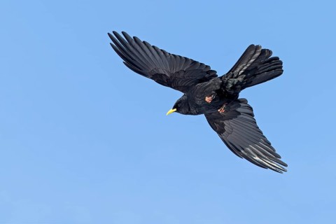 Alpendohle, Alpine Chough, Yellow-billed Chough, Pyrrhocorax graculus, Chocard à bec jaune, Chova