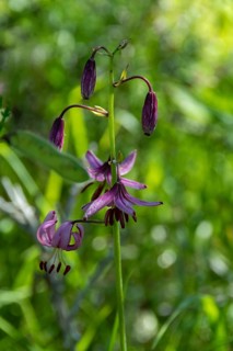 Close-up of a martagon lily (Lilium martagon), Sancy Massif, Auvergne-Rhone-Alpes, France