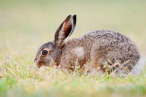 European hare (Lepus europaeus), young animal sitting in a meadow and eating grasses, North