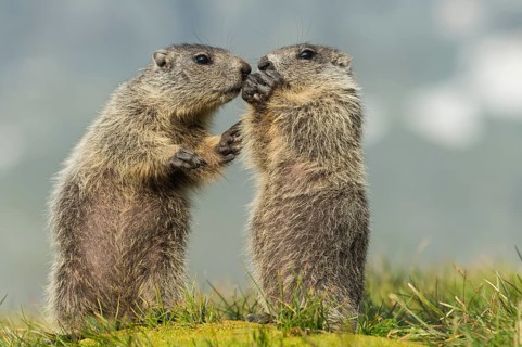 Alpine Marmot (Marmota marmota) two young playing, High Tauern National Park, Carinthia, Austria