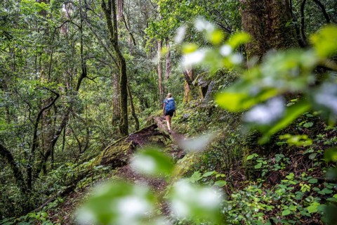 Tourist hiking through pristine mountain forest, Ukhahlamba-Drakensberg Park, KwaZulu-Natal,