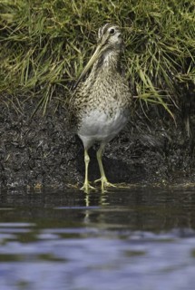 South American Snipe (Gallinago paraguaiae magellanica), Falkland Islands