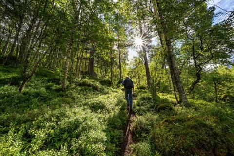 Hiker on a hiking trail in the forest, sun shining through trees, forest with birches, Innerdalen,