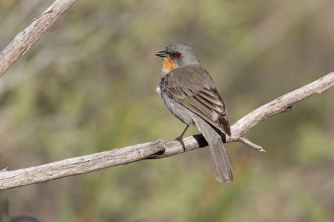 Gilbert's Whistler (Pachycephala inornata) male, Victoria, Australia