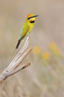 Rainbow Bee-eater (Merops ornatus), Western Australia, Australia