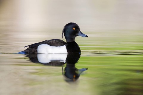 Tufted Duck (Aythya fuligula) male, Brandenburg, Germany