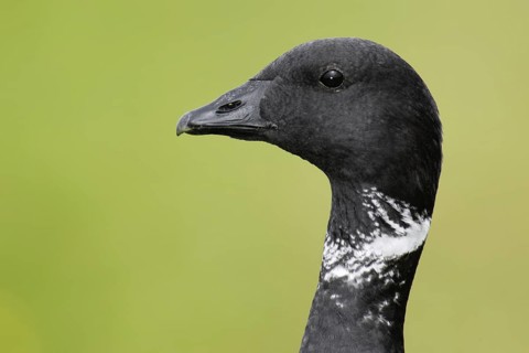 Brant Goose (Branta bernicla), Texel, Netherlands