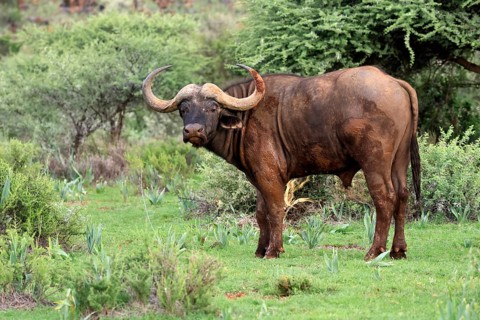 Cape buffalo (Syncerus caffer), adult, foraging, Mokala National Park, Northern Cape, South Africa