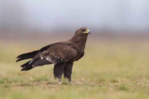 Greater Spotted Eagle (Clanga clanga) juvenile, Subotica, Serbia