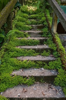 Overgrown mossy, dilapidated staircase, path, steps, Paronella Park, Innisfail, Queensland,