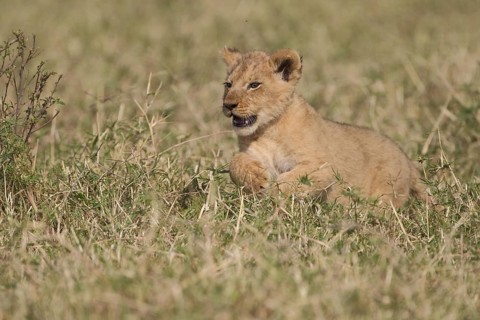 African Lion (Panthera leo) cub lying alone on the ground, Masai Mara, Kenya