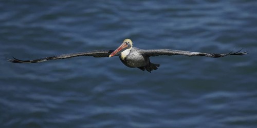 Brown Pelican (Pelecanus occidentalis), California, USA
