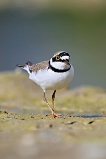 Little Ringed Plover (Charadrius dubius), standing in silt, Aue nature reserve, Reussegg, Sins,