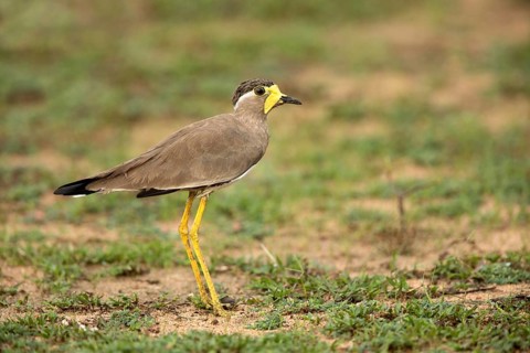 Yellow-wattled Lapwing (Vanellus malabaricus) perched on the ground, Udawalawe National Park, Sri