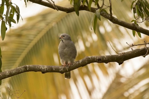 Lizard Buzzard (Kaupifalco monogrammicus), Gambia