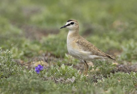 Mountain Plover (Charadrius montanus), Montana, USA