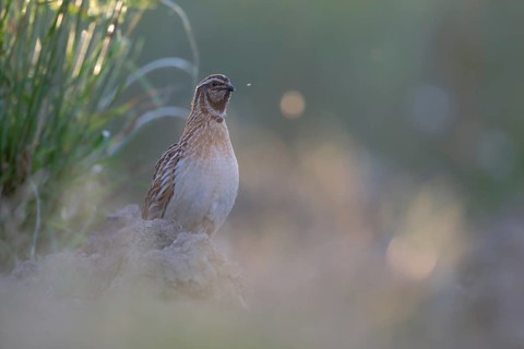 Common Quail (Coturnix coturnix), Saxony, Germany